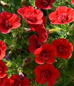 sweet-bells-double-red sweet-bells-double-red