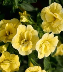sweet-bells-double-yellow sweet-bells-double-yellow