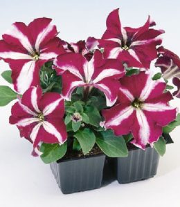 tango-burgundy-star