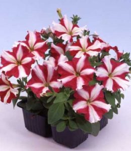 tango-red-star