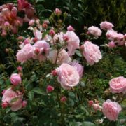 The Alnwick Rose
