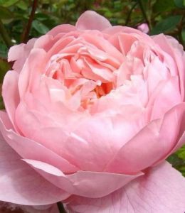 The Alnwick Rose_2