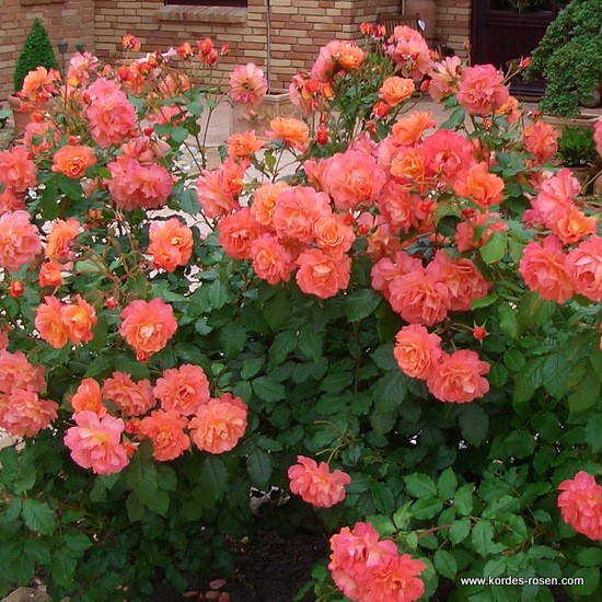 Westerland_2 Westerland_2