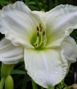 white-temptation