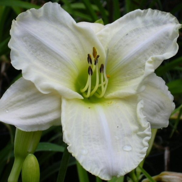 white-temptation white-temptation