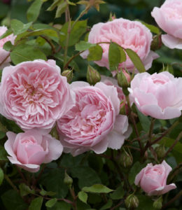 David Austin. Wisley 2008 (цвет. повторное), ОКС