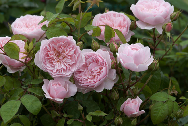 David Austin. Wisley 2008 (цвет. повторное), ОКС