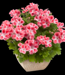pac Candy Flower Peach Cloud