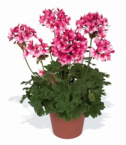 pac Fireworks Bicolor