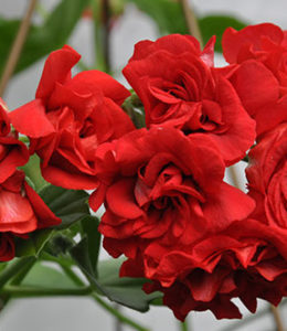 pac Red Sybil