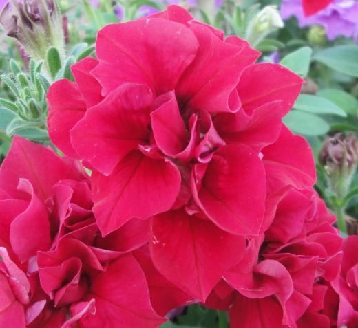 duo-red duo-red