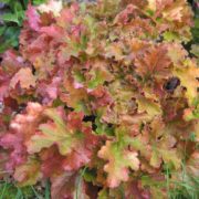 Amber Waves_2