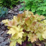 Amber Waves_3