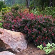 Atropurpurea