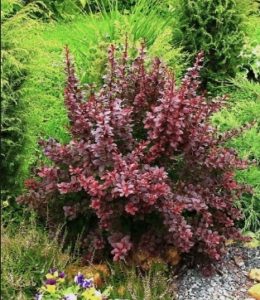 Atropurpurea_2