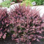Atropurpurea_3