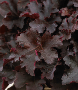 Bilberry_2