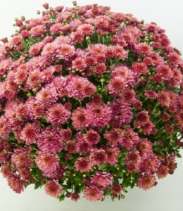 Bransound Cherry
