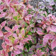 Coronita
