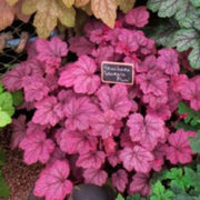 Georgia Plum