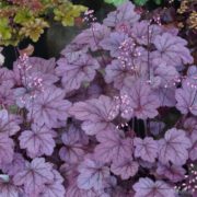 Georgia Plum_4