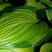Guacamole_3