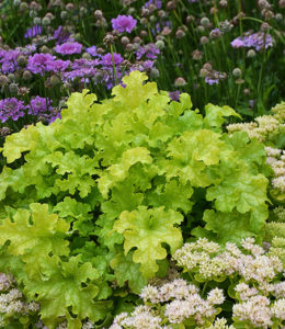 Lime Ruffles
