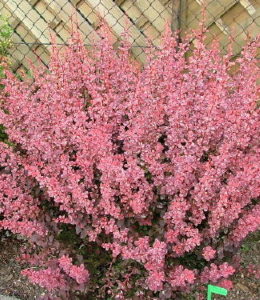 Pink queen_3