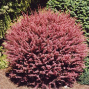 Pink queen_4