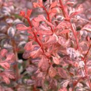 Pink queen_5