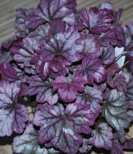 Plum Royale_2 Plum Royale_2