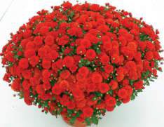Precocita Rouge Velours