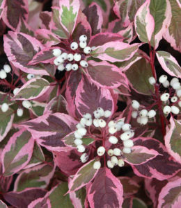 Sibirica
