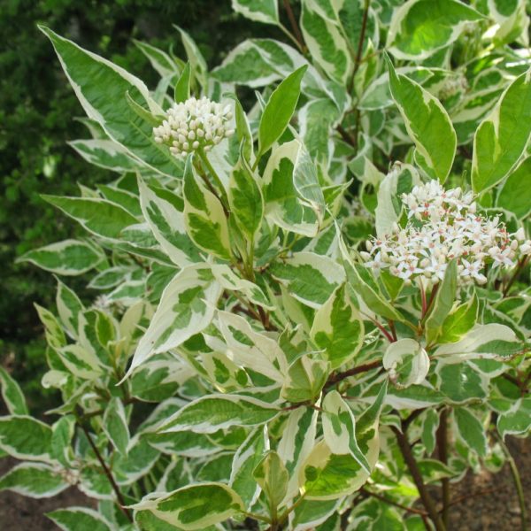 argenteomarginata