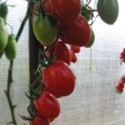 финик красный_2