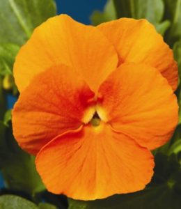 Deep Orange