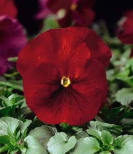 Dynamite Pure Scarlet