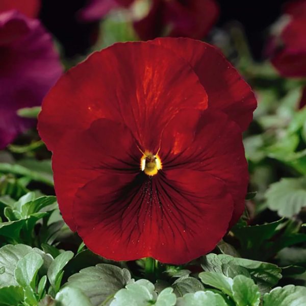 Dynamite Pure Scarlet