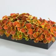 Fairway Orange