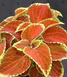 Fairway Orange_2