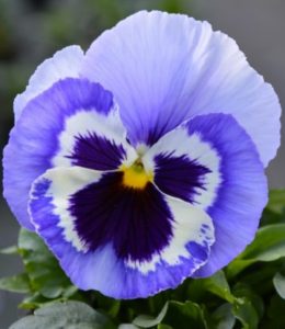 Marina Pansy