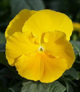 Power Clear Yellow