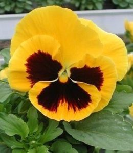Power Yellow with Blotch