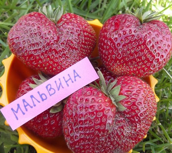 Мальвина