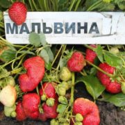 Мальвина_2