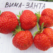 вима занта_2