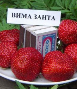 вима занта_3 вима занта_3