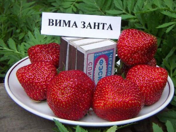 вима занта_3