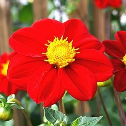 георгина Mignon Red