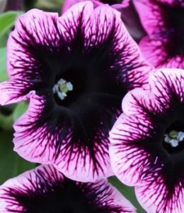 Patio Violet Heart